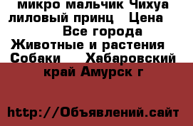 микро мальчик Чихуа лиловый принц › Цена ­ 90 - Все города Животные и растения » Собаки   . Хабаровский край,Амурск г.